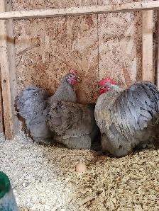 Œufs féconds de poules de races disponible! - Photo 4