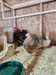 Œufs féconds de poules de races disponible! - Photo 5