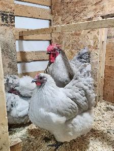 Œufs féconds de poules de races disponible! - Photo 6