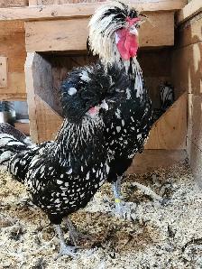 Œufs féconds de poules de races disponible! - Photo 7
