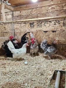 Œufs féconds de poules de races disponible! - Photo 9