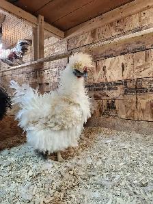 Œufs féconds de poules de races disponible! - Photo 10