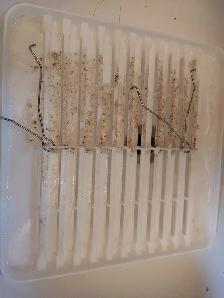 Curb to Kitchen Cleaning and Home Care Services - Photo 8