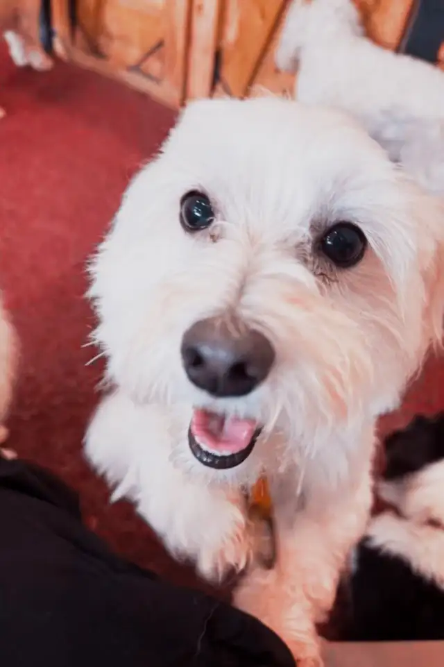 Looking for Someone to Adopt a Dog