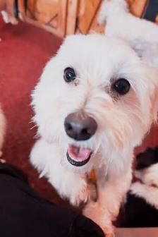 Looking for Someone to Adopt a Dog