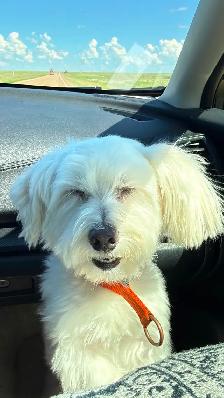 Looking for Someone to Adopt a Dog - Photo 2