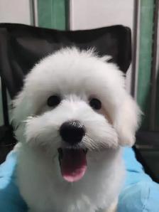 Looking for Someone to Adopt a Dog - Photo 3