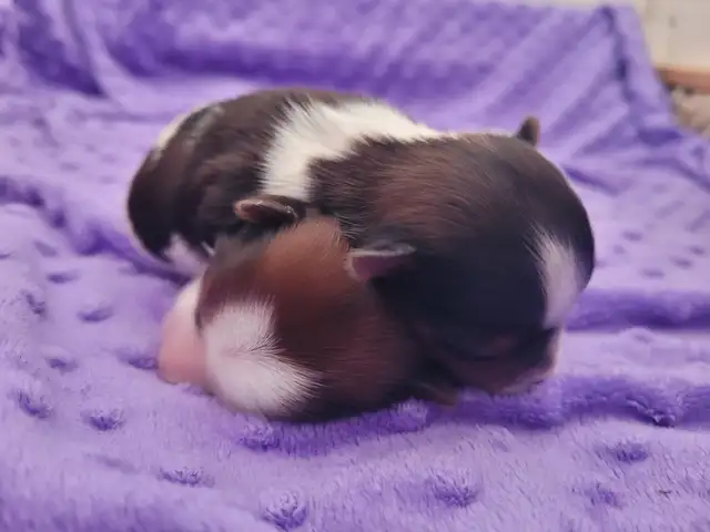 Christmas ready yorkie puppies
