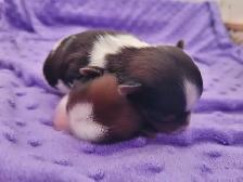 Christmas ready yorkie puppies