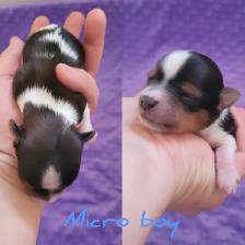 Christmas ready yorkie puppies - Photo 2
