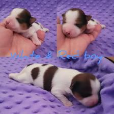 Christmas ready yorkie puppies - Photo 3