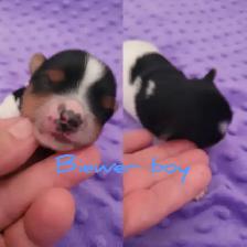 Christmas ready yorkie puppies - Photo 4