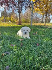 LABRADOR RETRIEVER PUPPIES READY TO GO