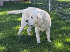 LABRADOR RETRIEVER PUPPIES READY TO GO - Photo 5