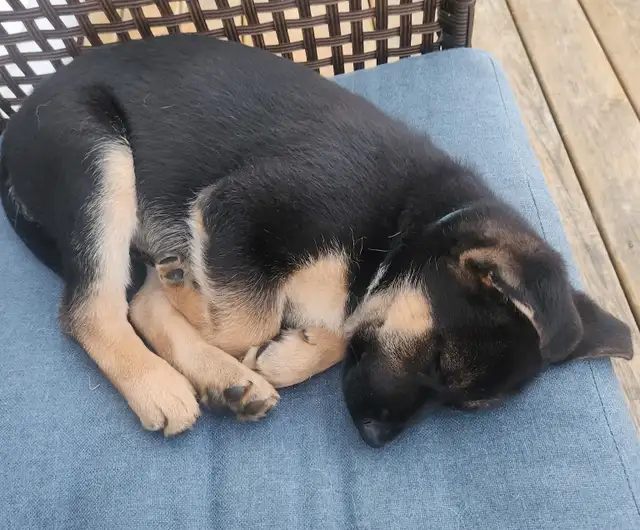 German shepherd puppy