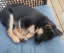 German shepherd puppy