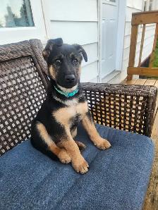 German shepherd puppy - Photo 2