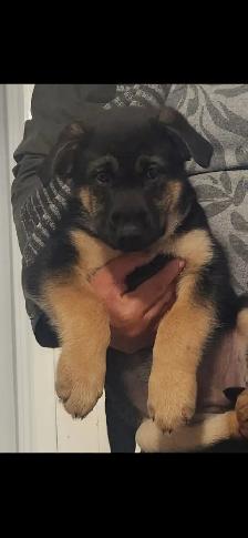 German shepherd puppy - Photo 3