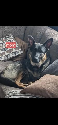 German shepherd puppy - Photo 4