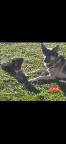 German shepherd puppy - Photo 5