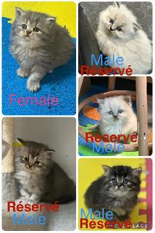 ONE FEMALE LEFT Himalayan & Persian Kittens/Chatons Himalayen-Pe - Photo 2