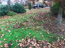 Now booking fall leaf clean ups. - Photo 2