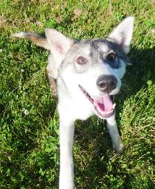 ♥️HUSKY SIBÉRIEN À VENDRE SIBERIAN HUSKY PUPPY FOR SALE FAMILY♥️ - Photo 8