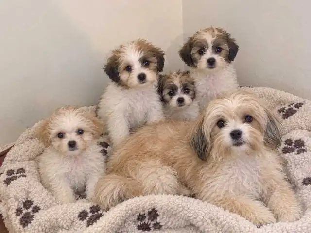 Malshi Chihuahua pups $780