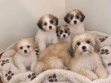 Malshi Chihuahua pups $780