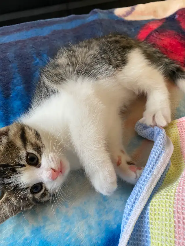 Tabby Calico Kittens for Sale