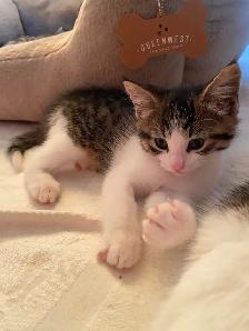 Tabby Calico Kittens for Sale - Photo 2