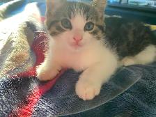 Tabby Calico Kittens for Sale - Photo 3
