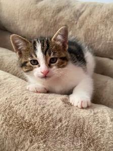 Tabby Calico Kittens for Sale - Photo 4