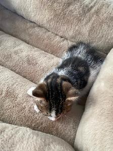 Tabby Calico Kittens for Sale - Photo 5
