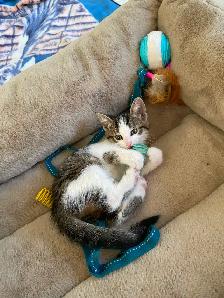 Tabby Calico Kittens for Sale - Photo 6