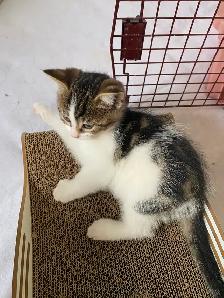 Tabby Calico Kittens for Sale - Photo 7