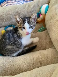 Tabby Calico Kittens for Sale - Photo 8