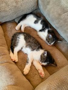 Tabby Calico Kittens for Sale - Photo 9