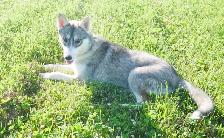 ♥️HUSKY SIBÉRIEN À VENDRE SIBERIAN HUSKY PUPPY FOR SALE♥️ - Photo 3