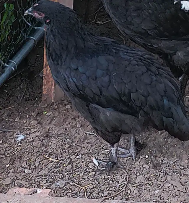 ( 5 left )   purebred black copper maran pullets