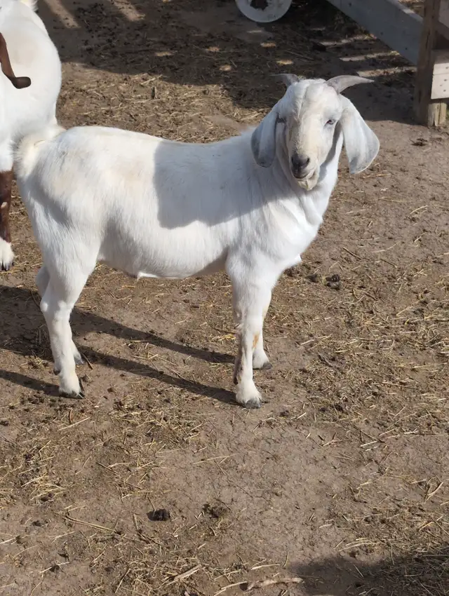 BOER/SAVANNAH/SPANISH GOAT BUCKLING CROSSES