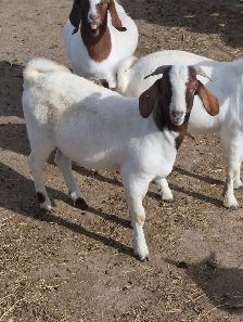 BOER/SAVANNAH/SPANISH GOAT BUCKLING CROSSES - Photo 2
