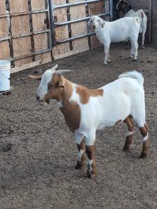 BOER/SAVANNAH/SPANISH GOAT BUCKLING CROSSES - Photo 3