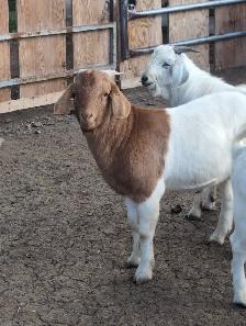 BOER/SAVANNAH/SPANISH GOAT BUCKLING CROSSES - Photo 4