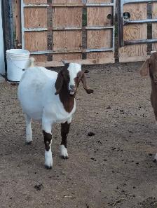 BOER/SAVANNAH/SPANISH GOAT BUCKLING CROSSES - Photo 5