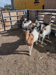 BOER/SAVANNAH/SPANISH GOAT BUCKLING CROSSES - Photo 6