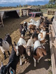 BOER/SAVANNAH/SPANISH GOAT BUCKLING CROSSES - Photo 7