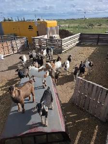 BOER/SAVANNAH/SPANISH GOAT BUCKLING CROSSES - Photo 8