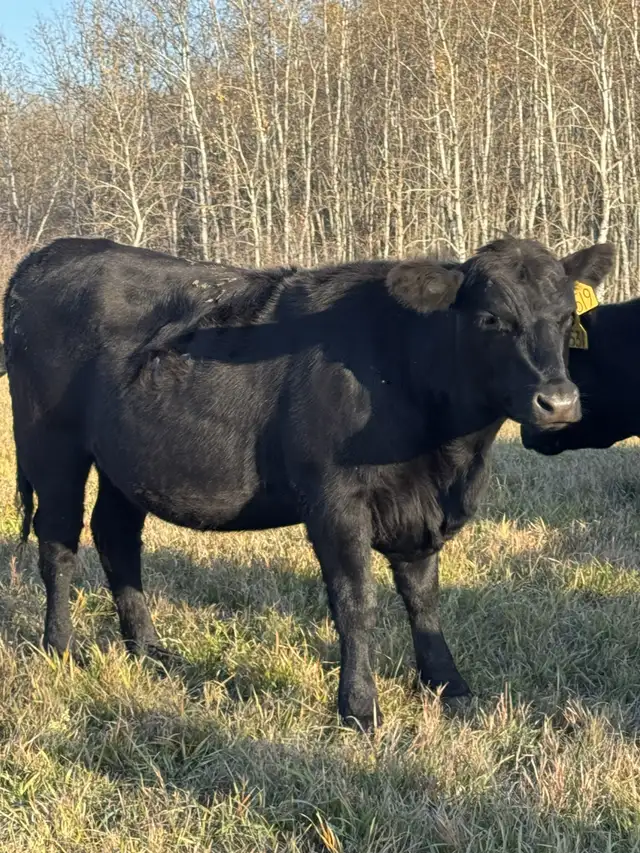 10 Bred Black Angus Heifers