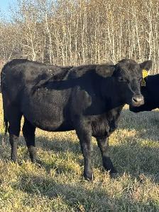 10 Bred Black Angus Heifers